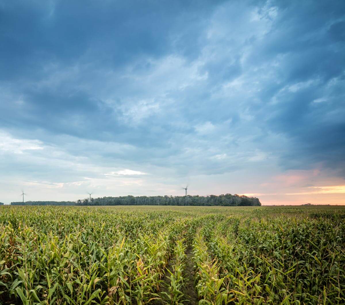 farm field